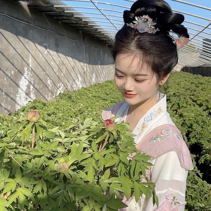 牡丹风华录