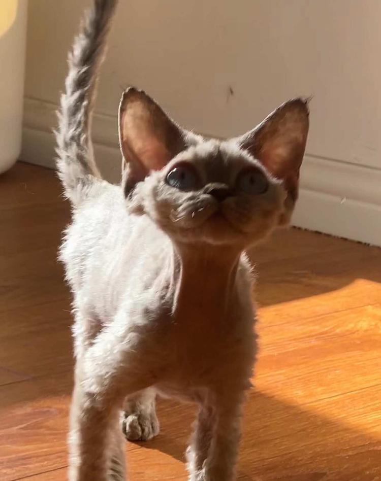 Esc德文小猫铺