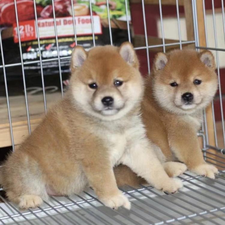 穿越千年古老神犬广西田园犬
