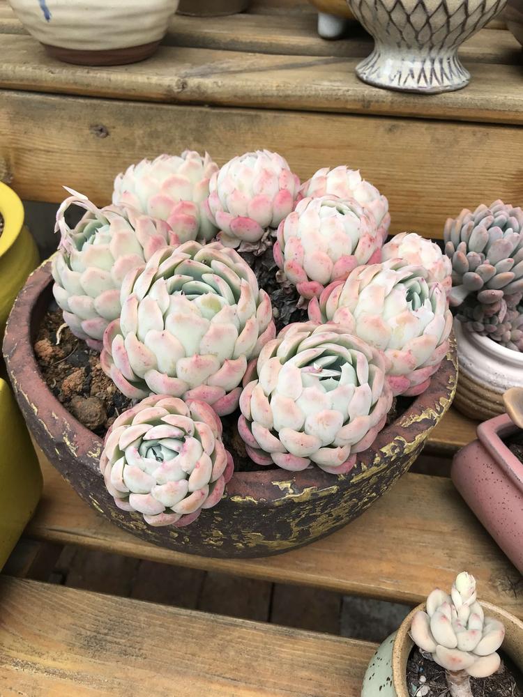 弥勒市蔓语园艺店的小店个体店