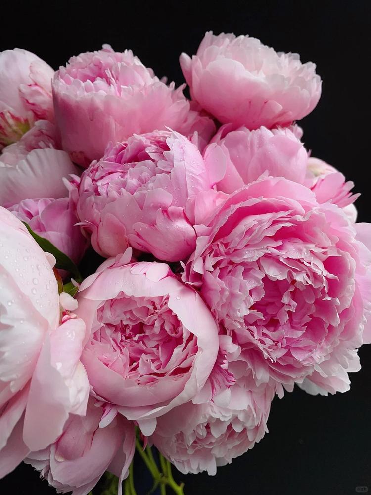 菏泽牡丹鲜花臻选