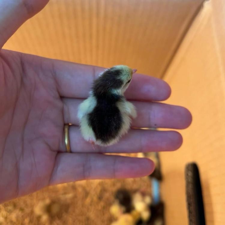 西贝家的芦丁小鸡