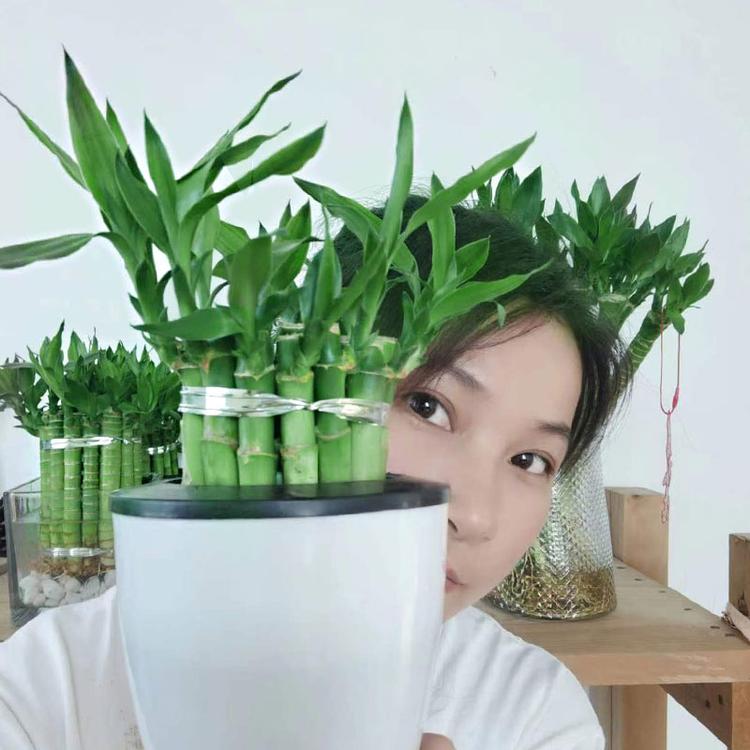 老四的绿竹园艺店