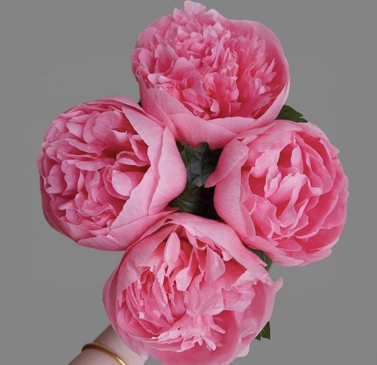 花语轩鲜花牡丹