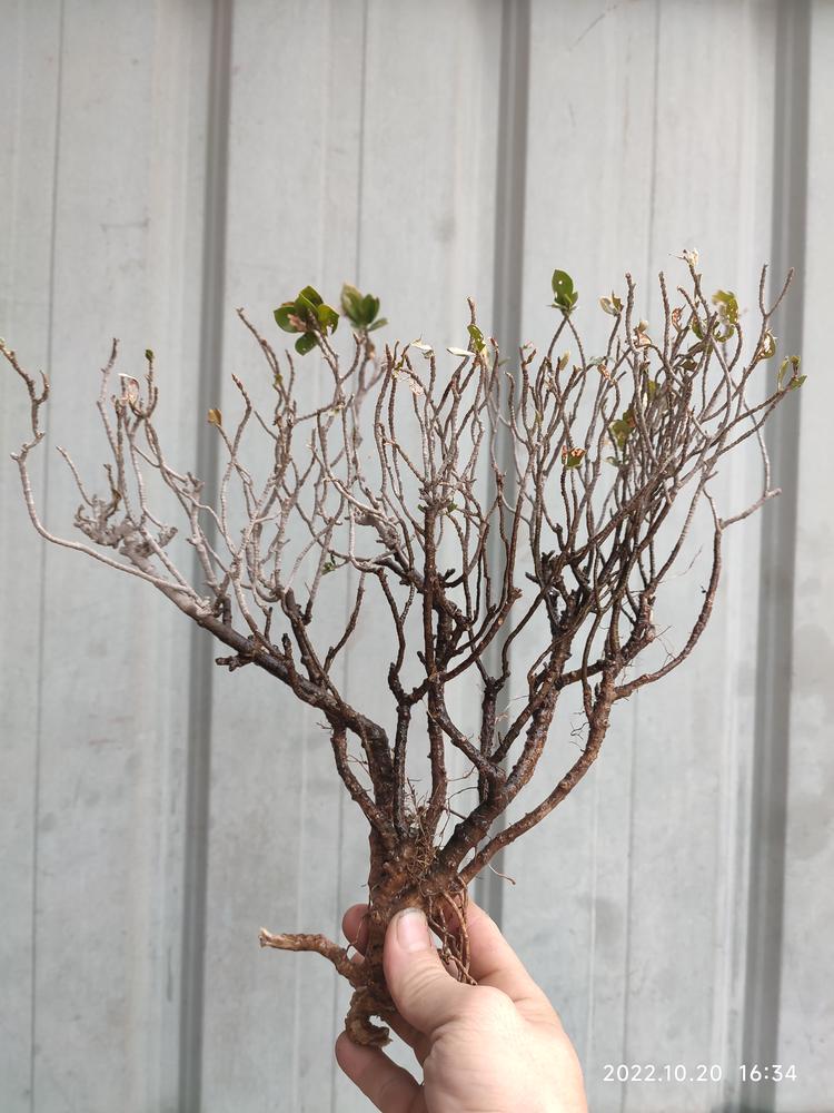 惠安县山林盆景店