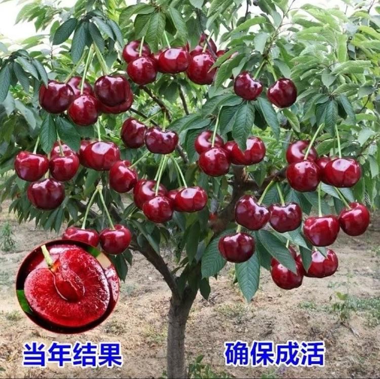 单恋蝶正缘果树苗木专卖店