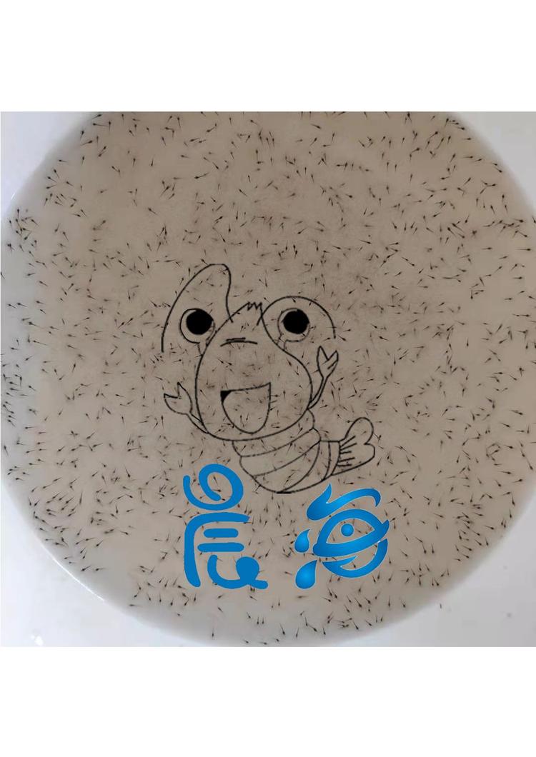 晨海南美白对虾苗