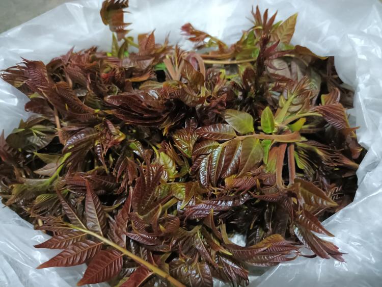 两个调皮蛋