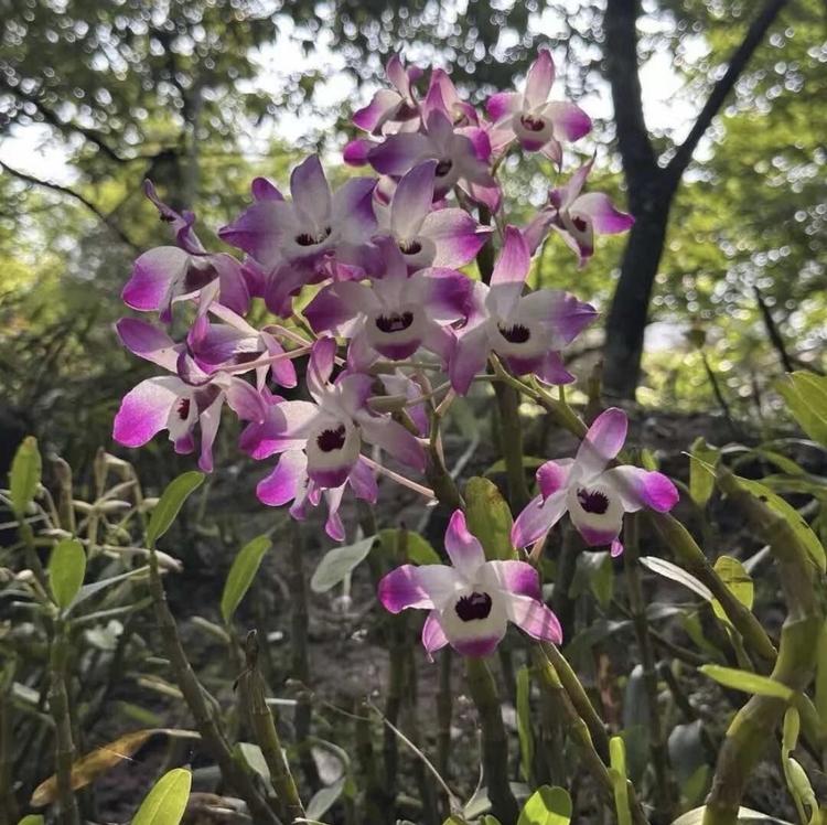 客家石斛妹