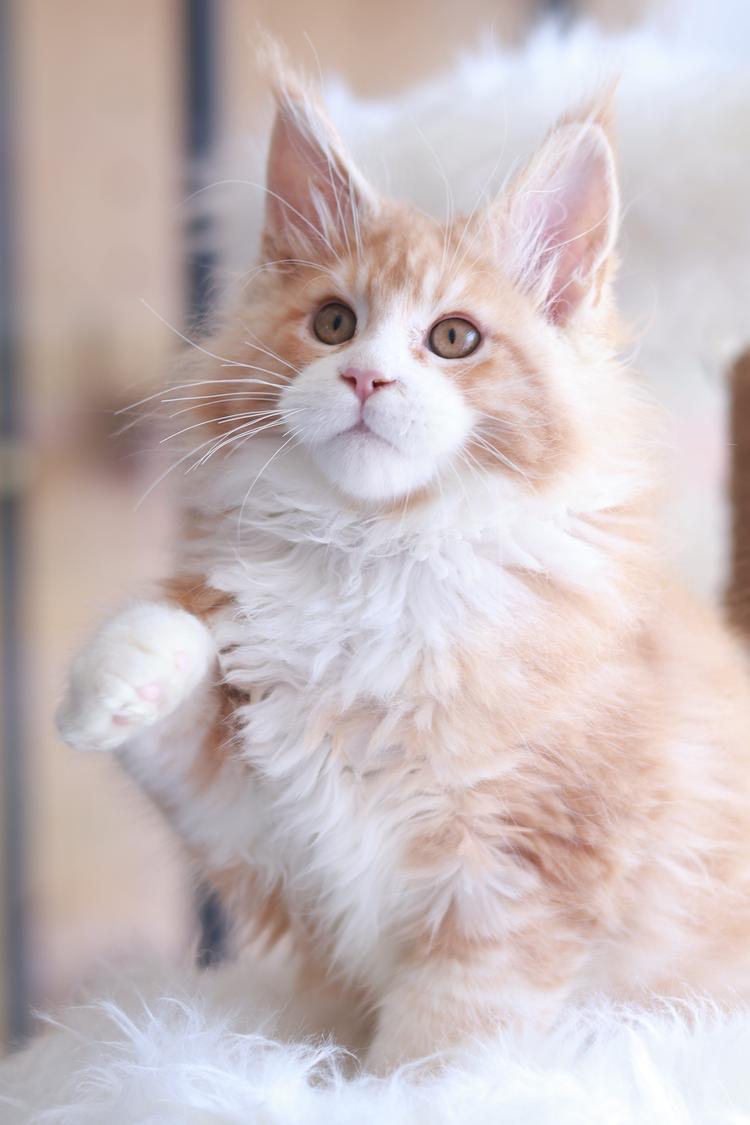 CatValley宠物生活馆