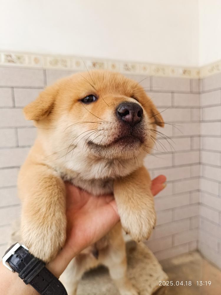 广西田园犬北流店