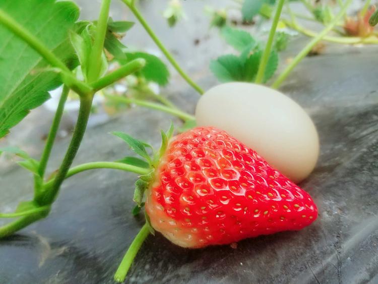 重庆市潼南区子剑种植园的小店