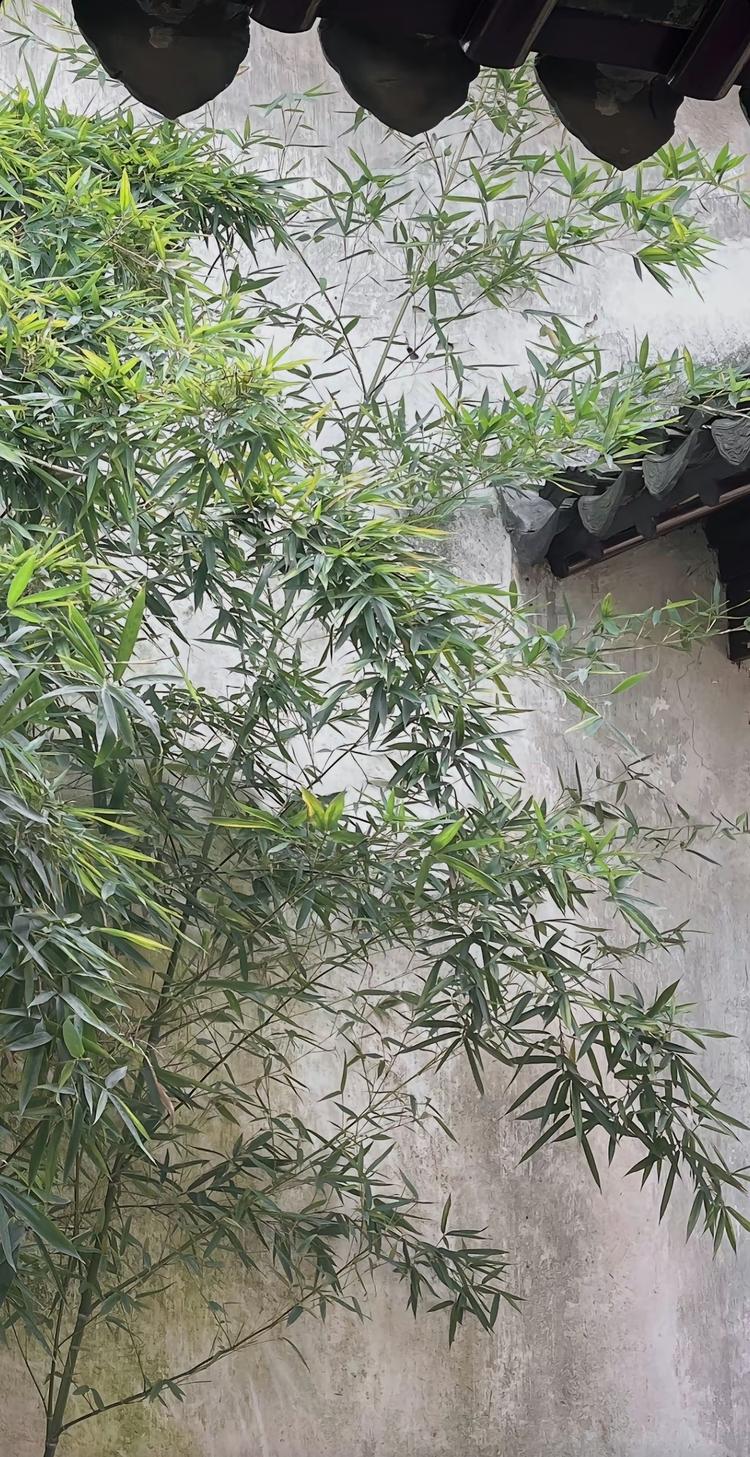 竹琳