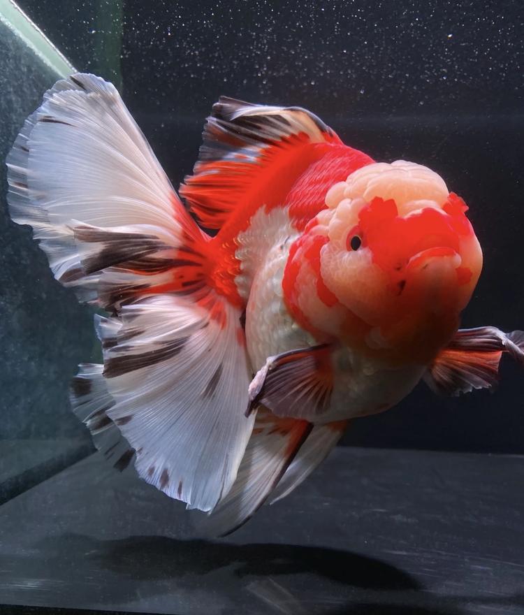 精品泰狮玛丽熊猫金鱼