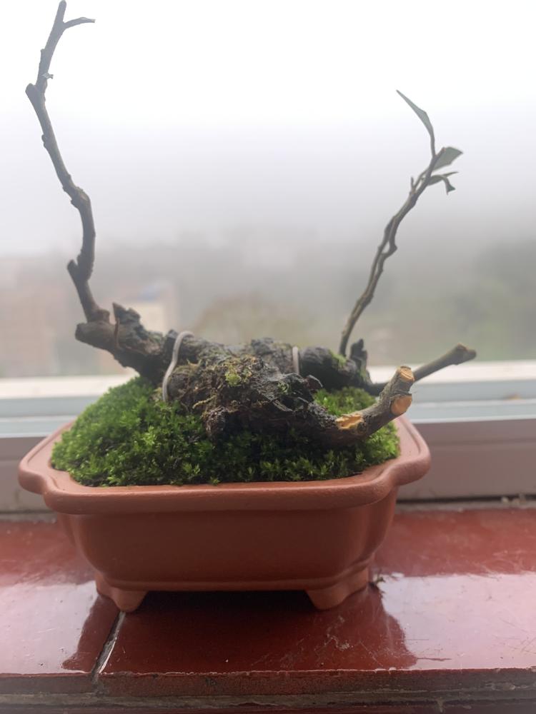 三三种盆景