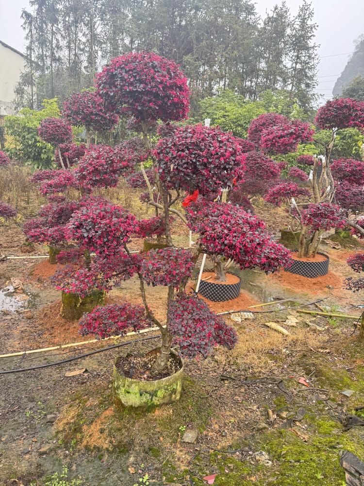 两江花卉自产自销