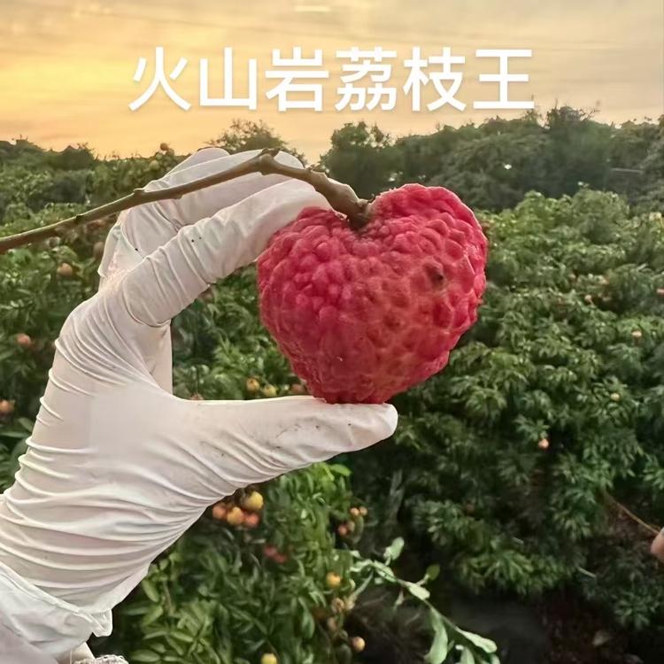 海南永兴精品水果