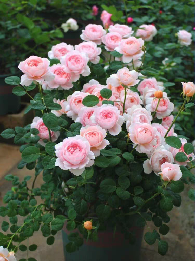 花卉甄选小铺