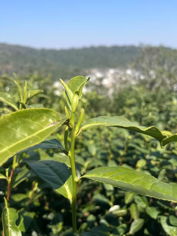 澄端腾源水果蔬菜专卖店