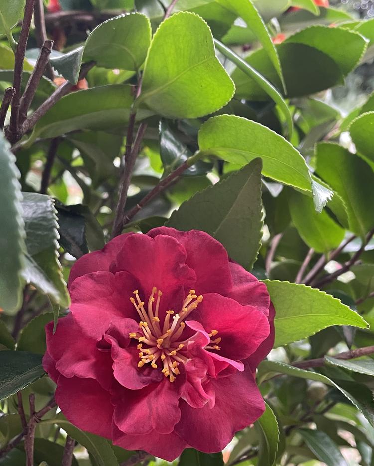 明怡花卉苑
