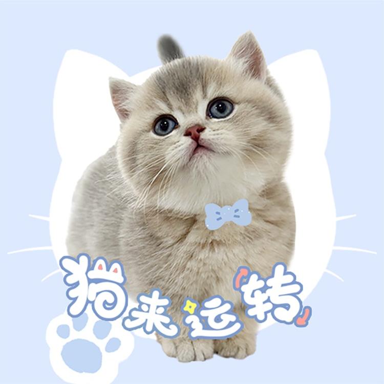 星爪屋