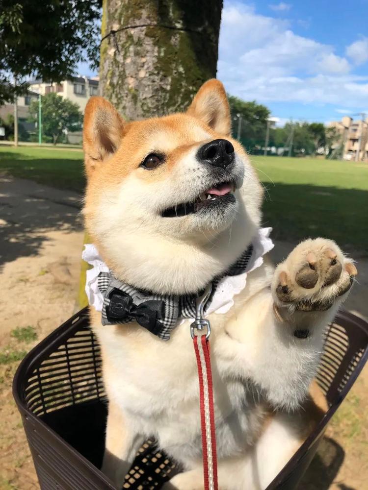 淘个小可爱