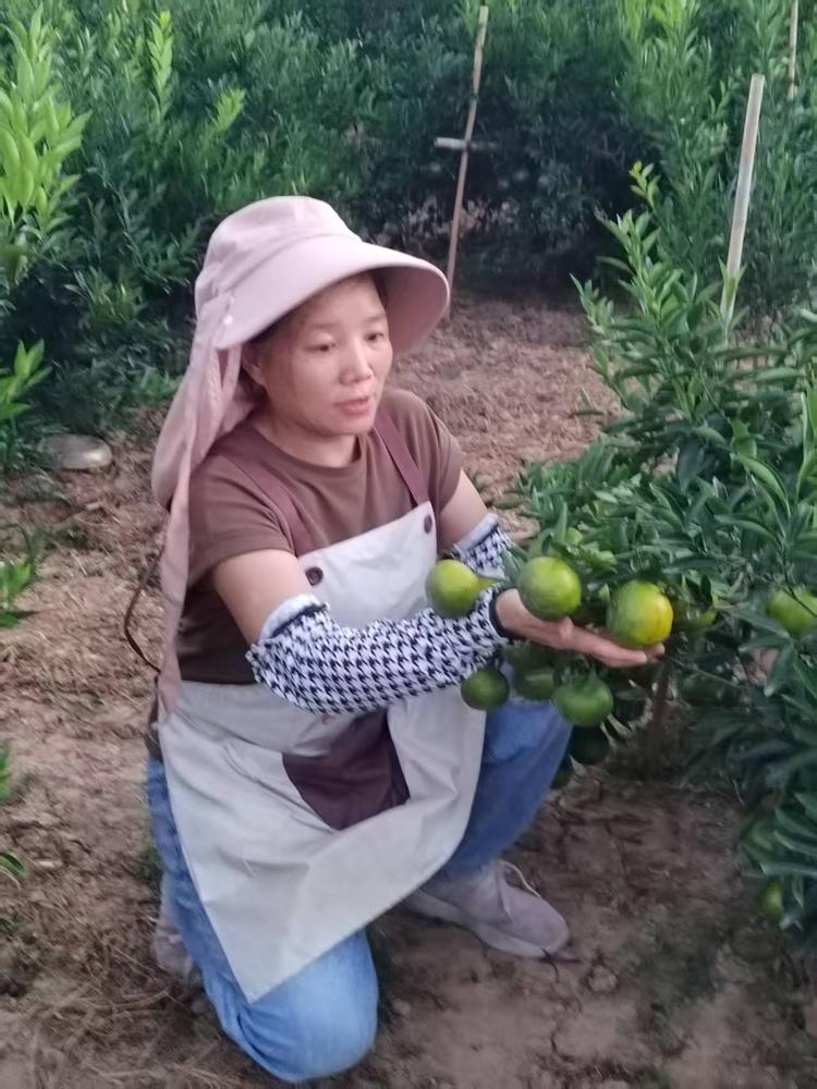新会悦和陈皮商行