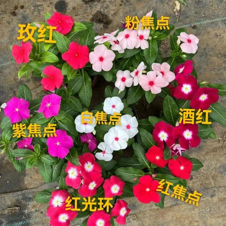 叶晨花卉园艺
