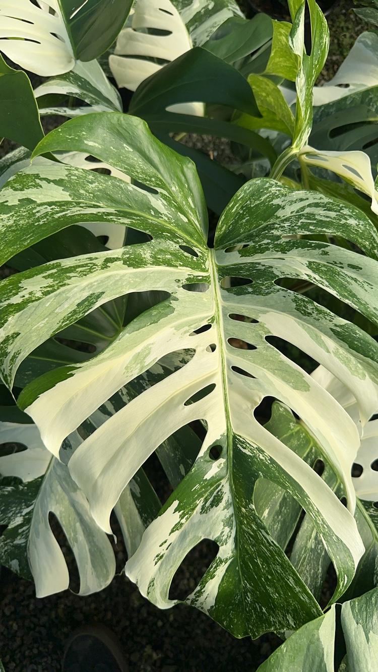 植此卿绿花卉园
