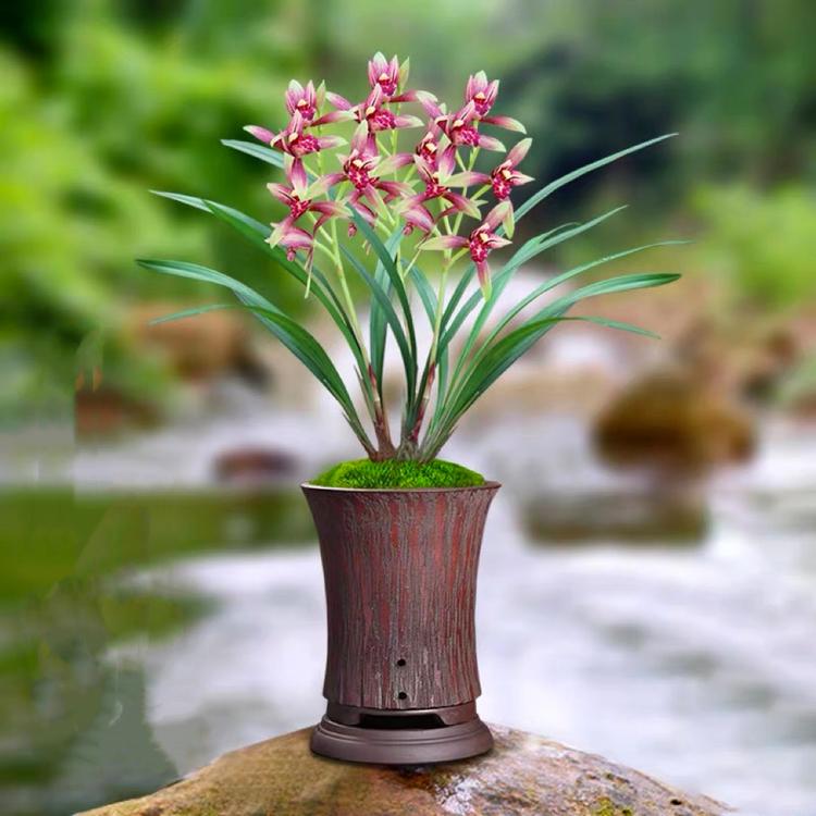 兰时花开