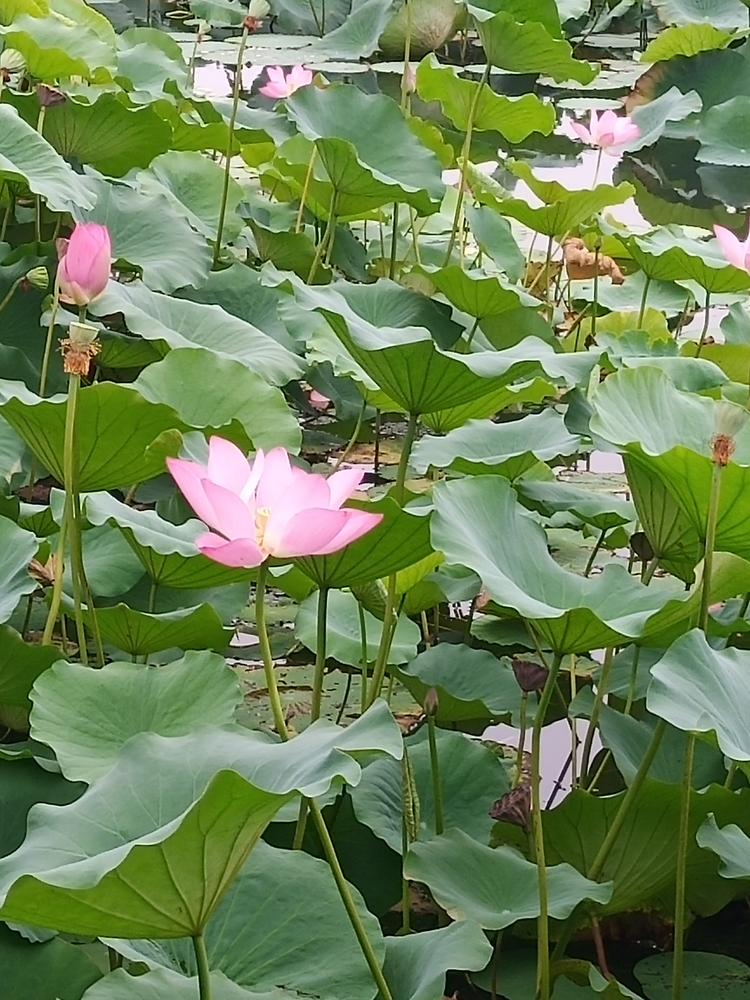 汝瓷传统文化传播