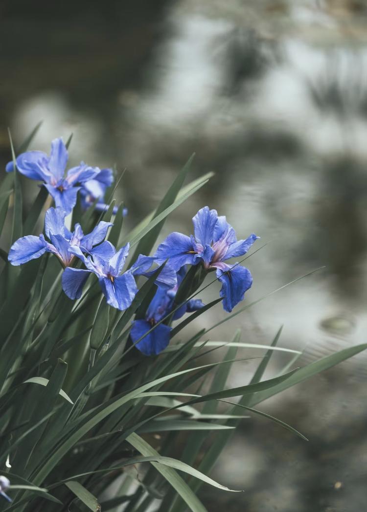 卖鲜花的小姐姐