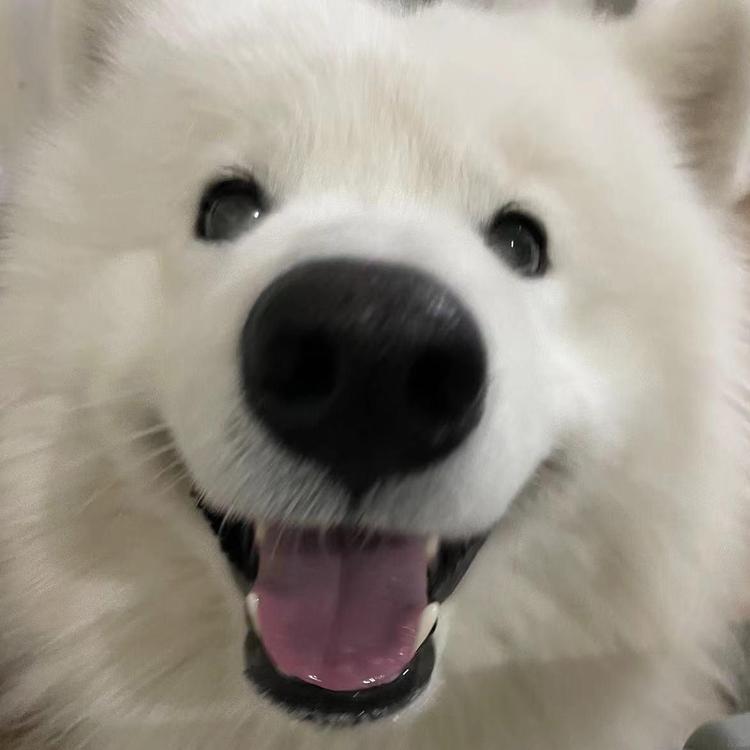 霸哥日记