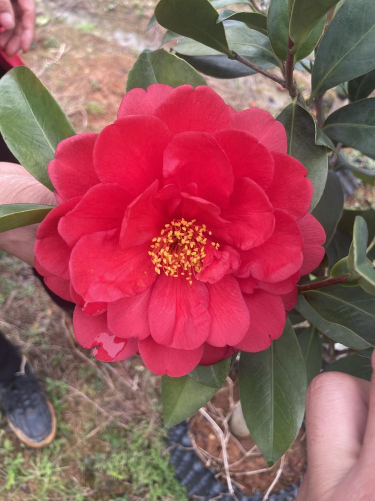 吉鸿茶花