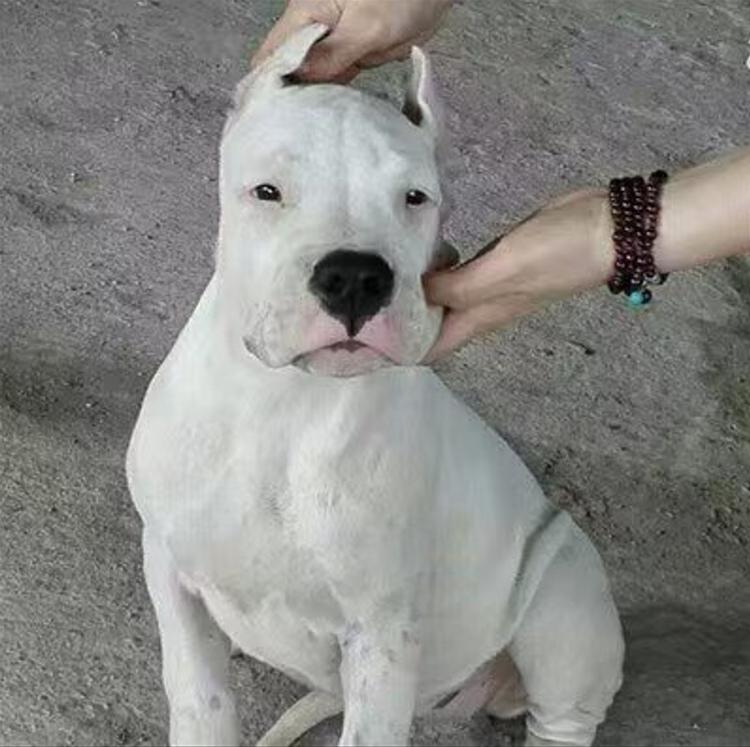 骏腾养殖