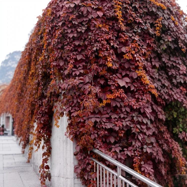 两草三花瑞趋园艺专卖店
