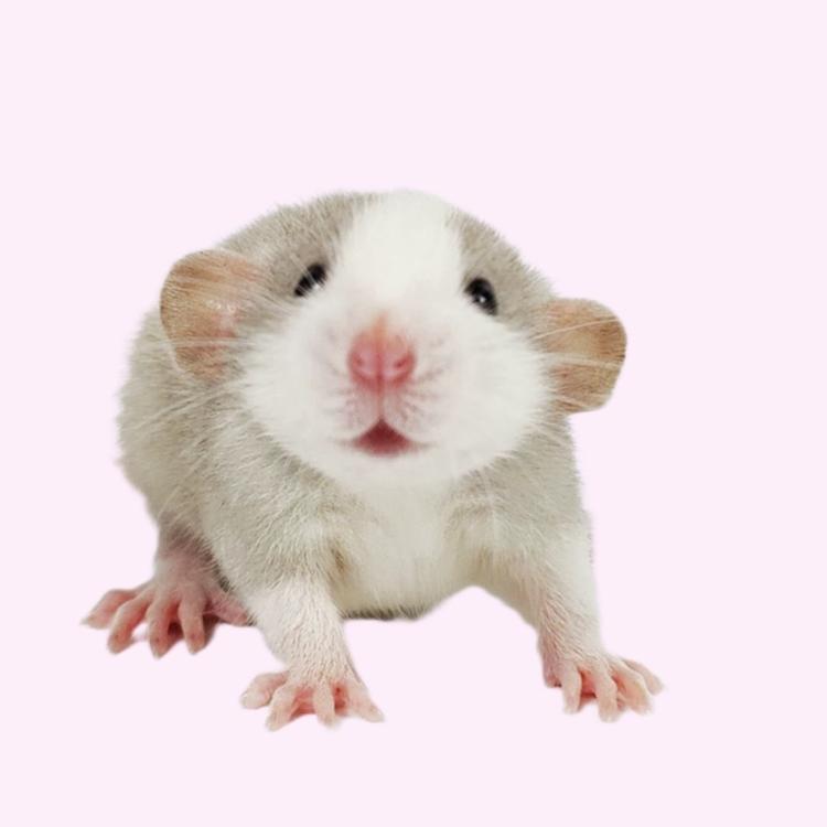 鼠鼠巴士宠物快车