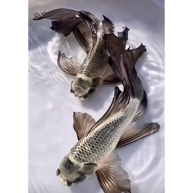 鸿毅蝴蝶鲤