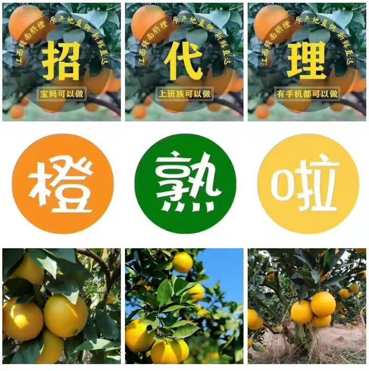 南橙集