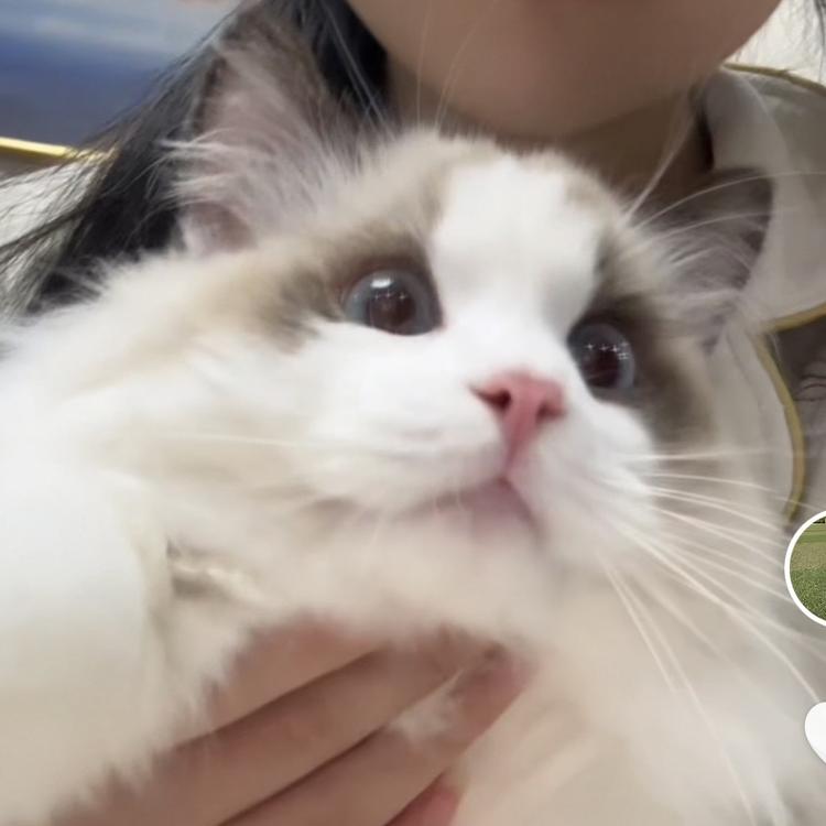 Ji麦麦宠物用品