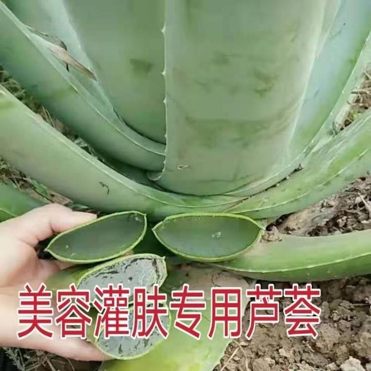 婷婷芦荟基地直发