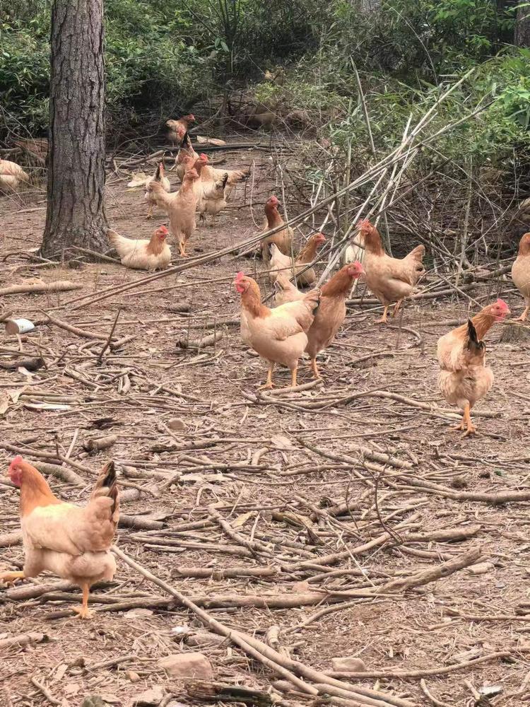 临安天目山荣坞里农场