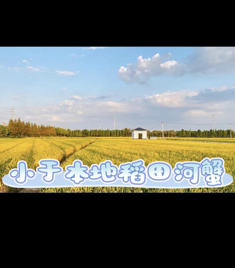 小于盘锦稻田河蟹