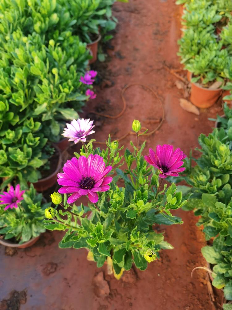 宜良县成芳苗圃的小店