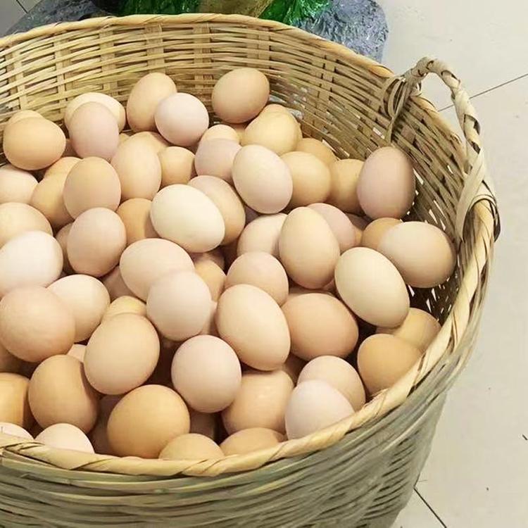 上虞黑凤