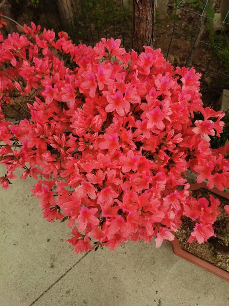 岳西县默默花语盆景