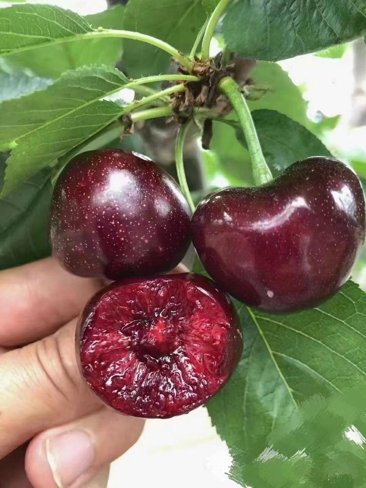 筱菡果树苗木专营店