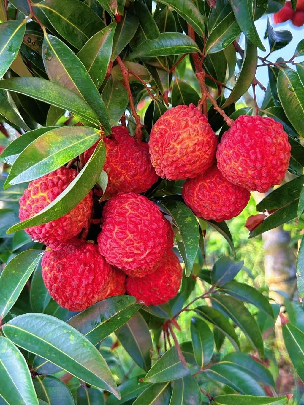 小薯的鲜果优品小铺