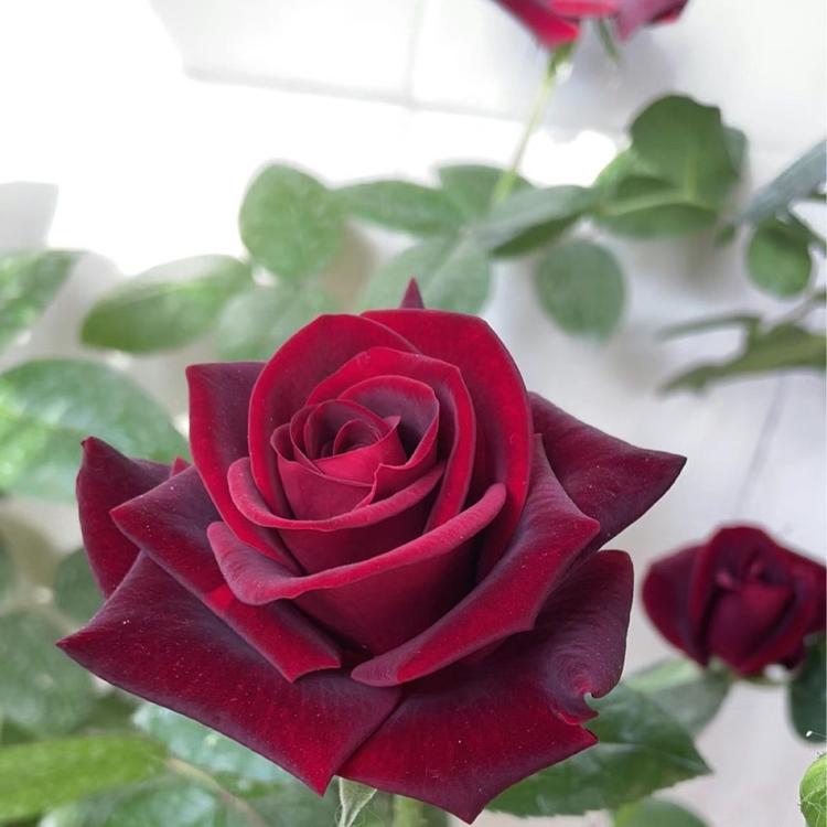 福硕花卉绿植