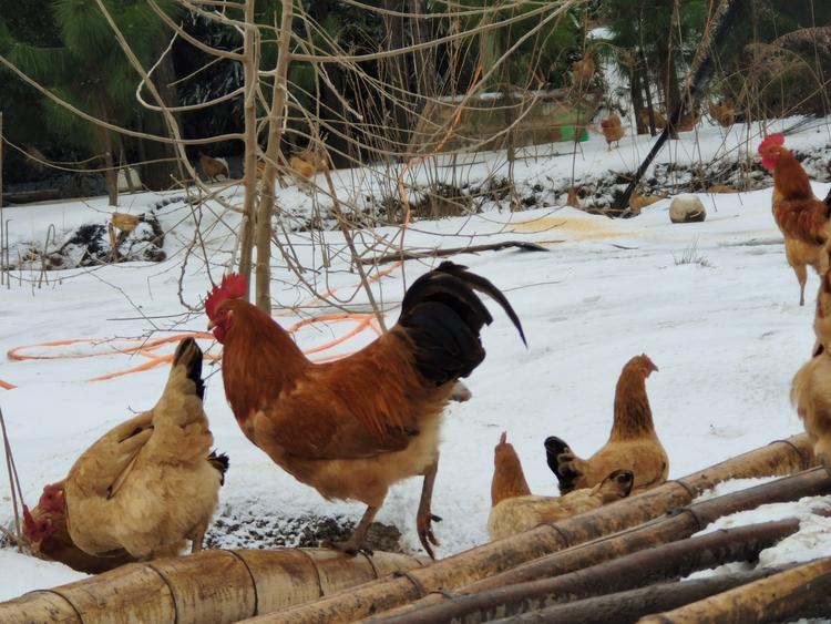 四季诚信农副产品